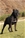 Ch. MASCALZONE LATINO - Triola Cane Corso